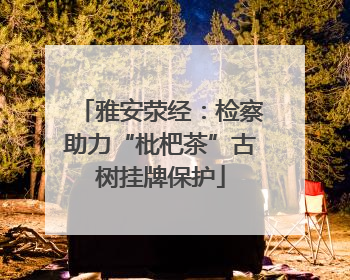 雅安荥经：检察助力“枇杷茶”古树挂牌保护