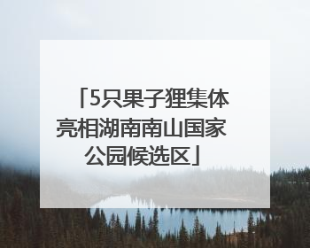 5只果子狸集体亮相湖南南山国家公园候选区